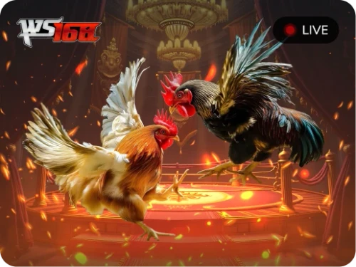 NET88 Đá Gà Livestream